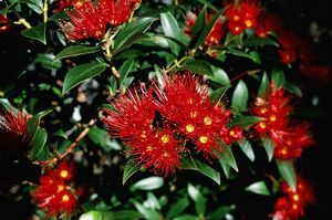 Southern Rata